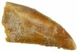 Serrated Raptor Tooth - Real Dinosaur Tooth #305534-1